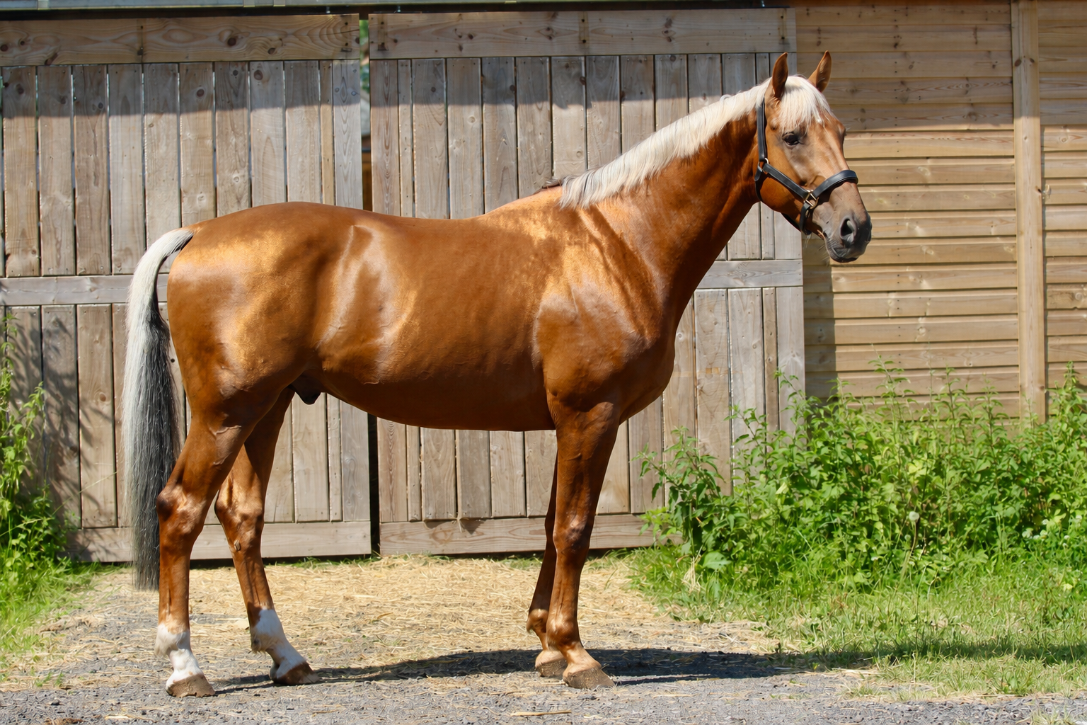 Jalapeño Stallion At Stud — Risada Stud